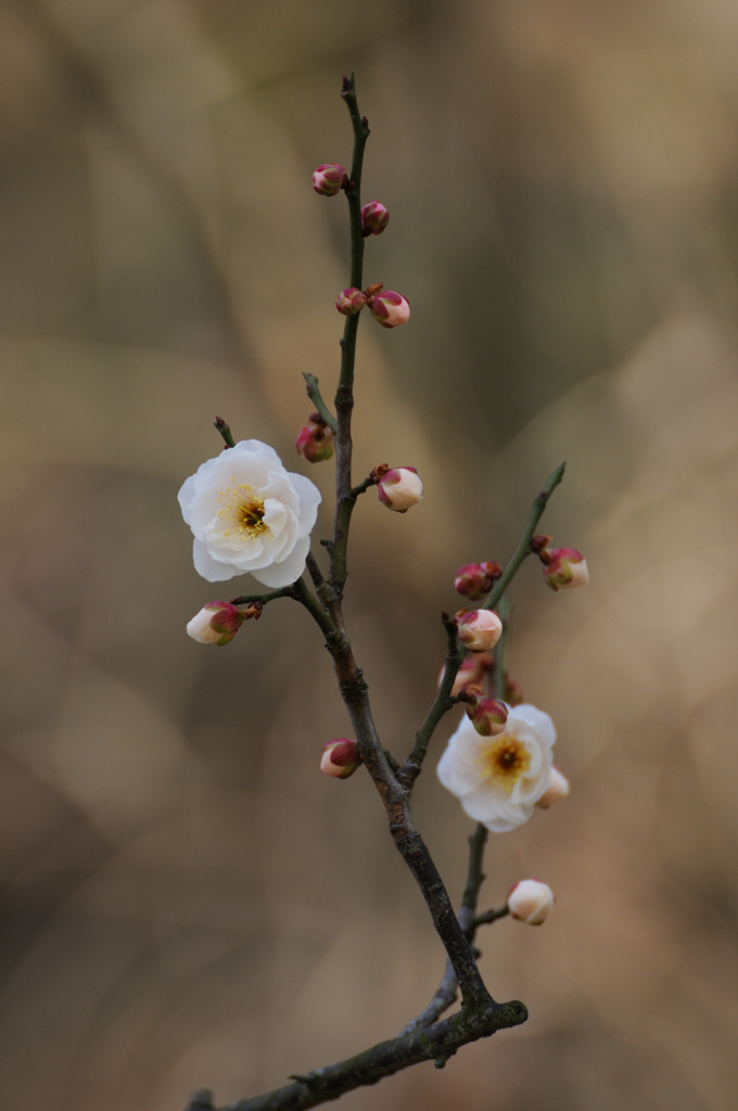 春光３