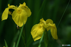 黄菖蒲　ツイン