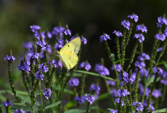 秋の花にモンキチョウ