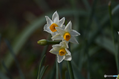 地上の星(^_-)-☆