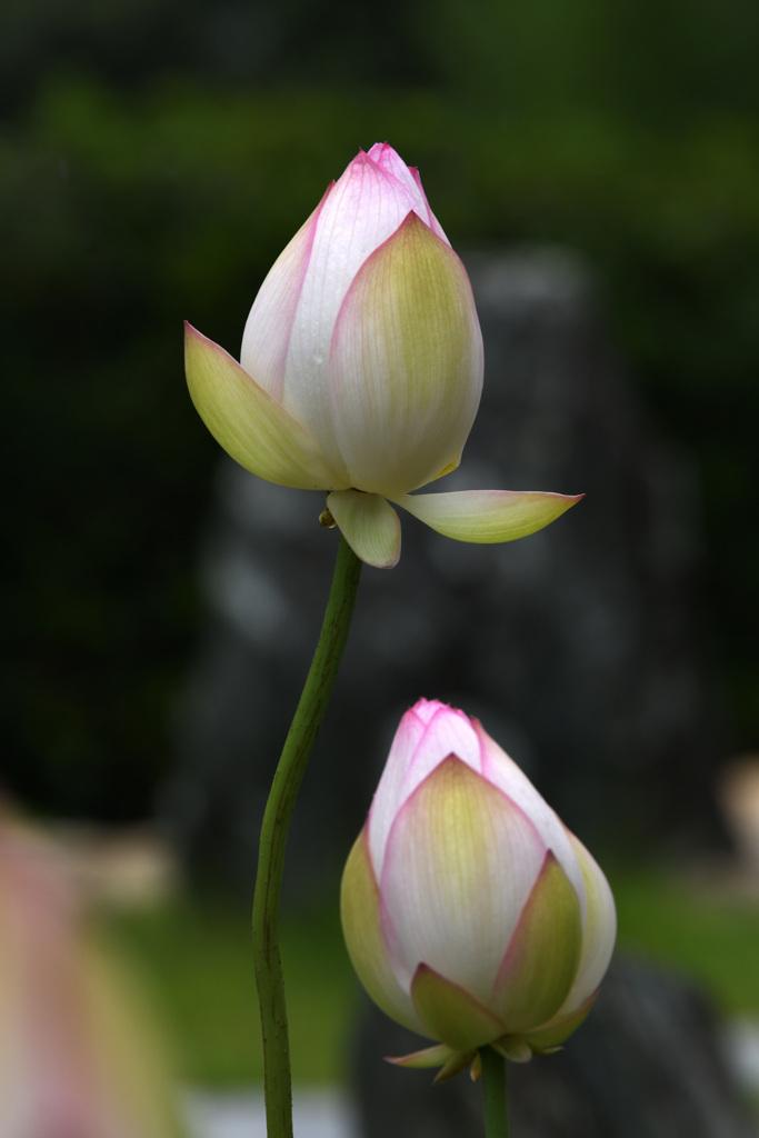蕾ふたつ