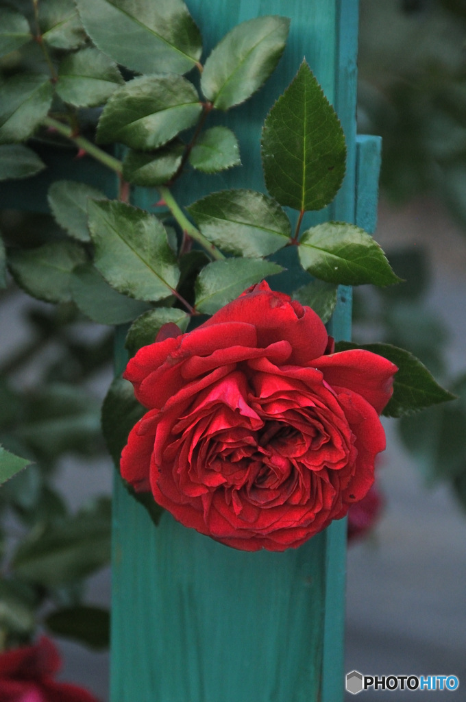 無料英国庭園の薔薇