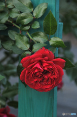 無料英国庭園の薔薇