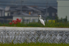 あら、彼岸花だ！