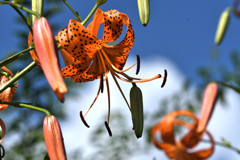 夏の花