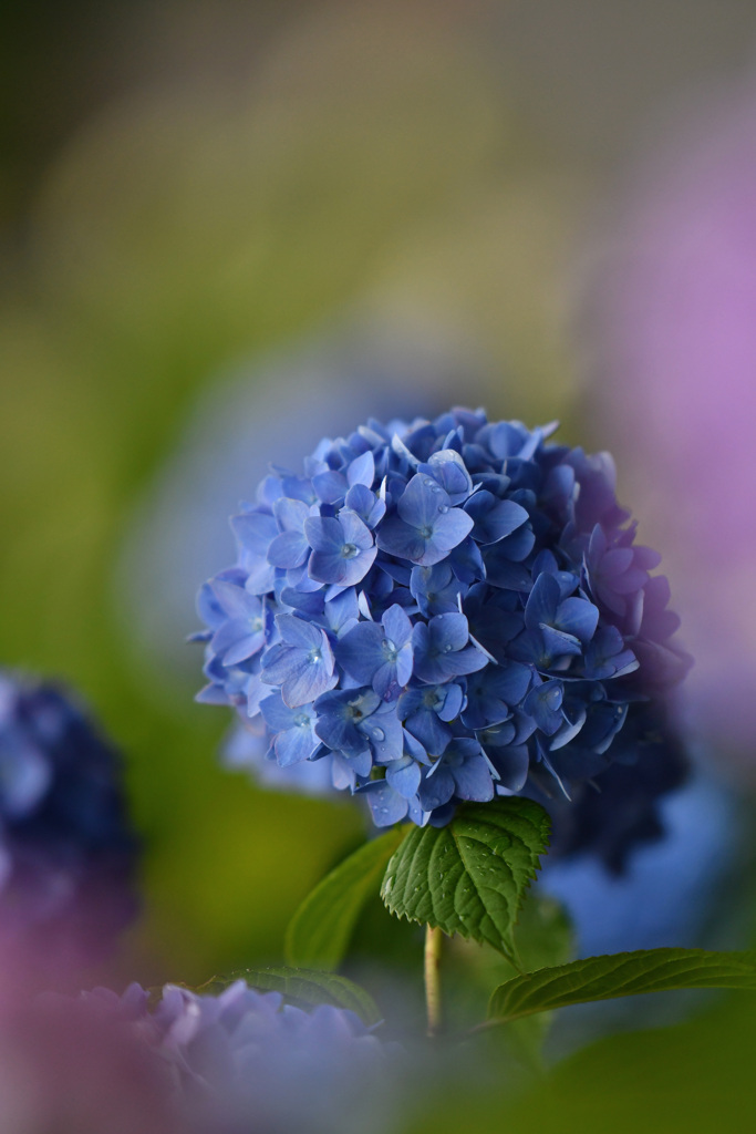 こんもり紫陽花