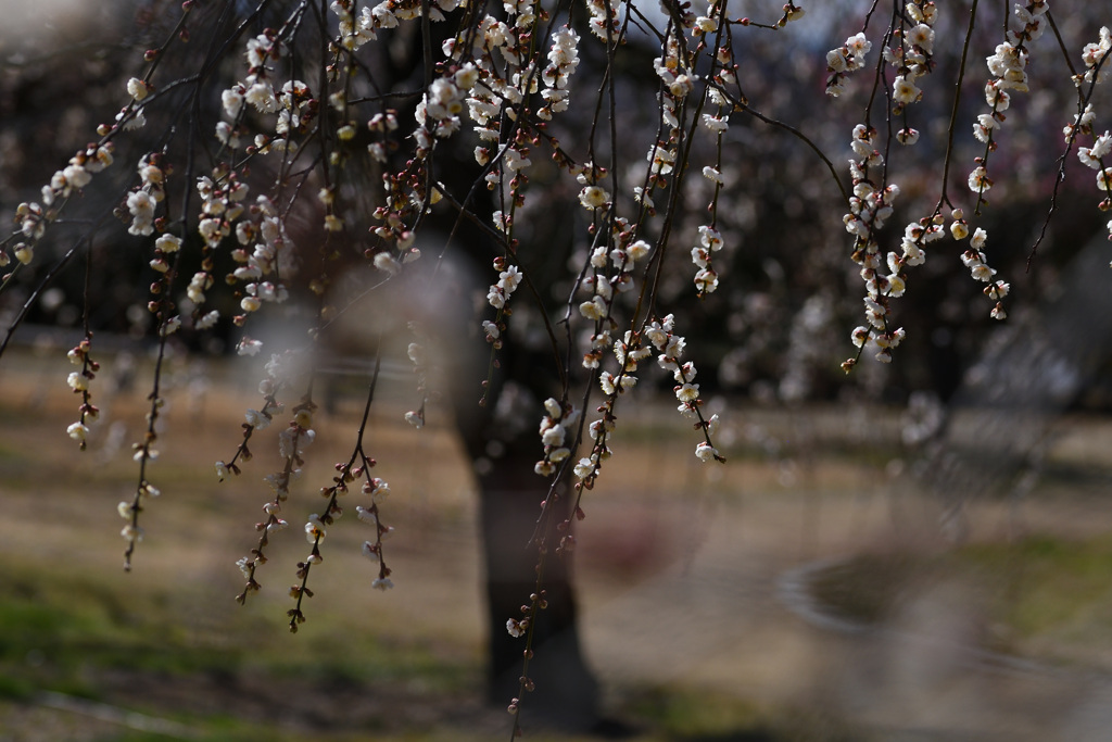 枝垂れ梅