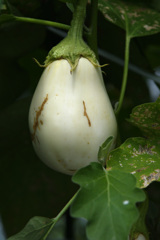 夏野菜　白ナス