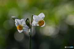 玉ボケスイセン