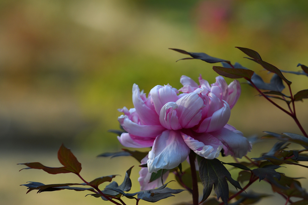 牡丹（日本画風）