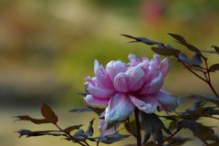 牡丹（日本画風）