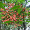 山つつじ３