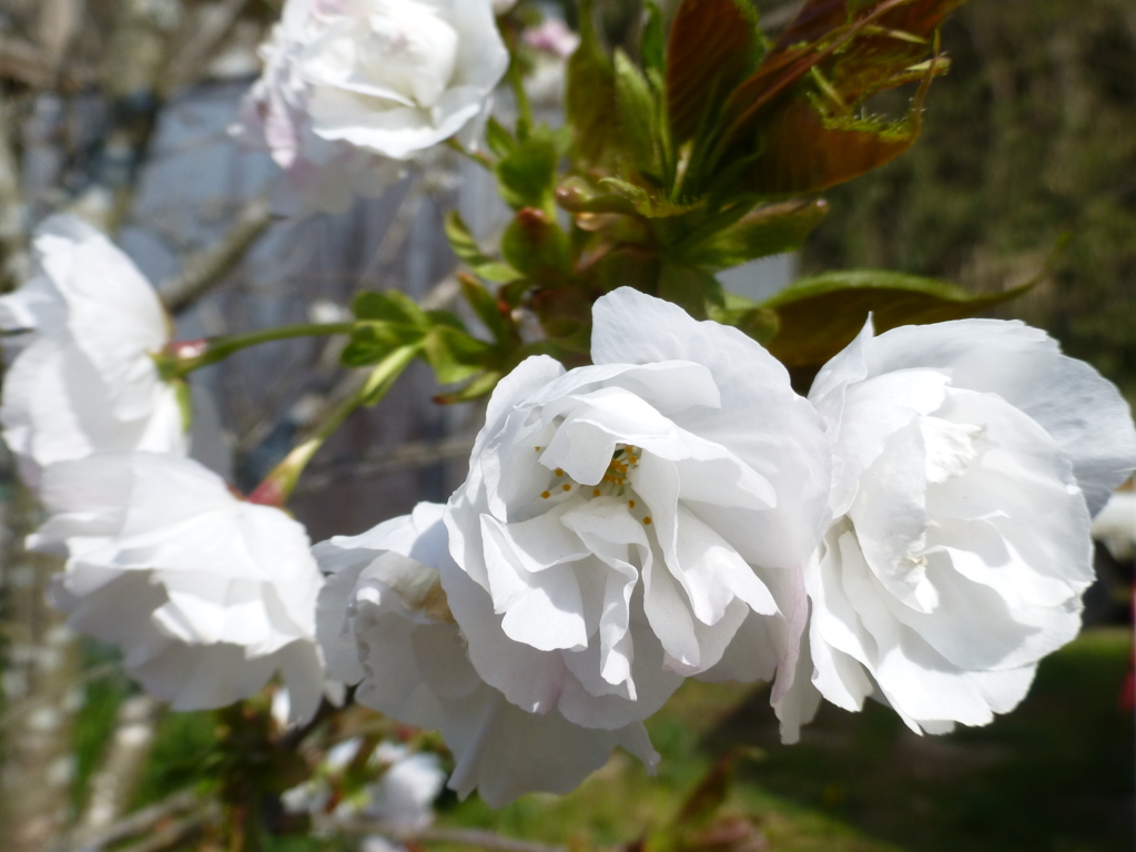胡蝶桜２