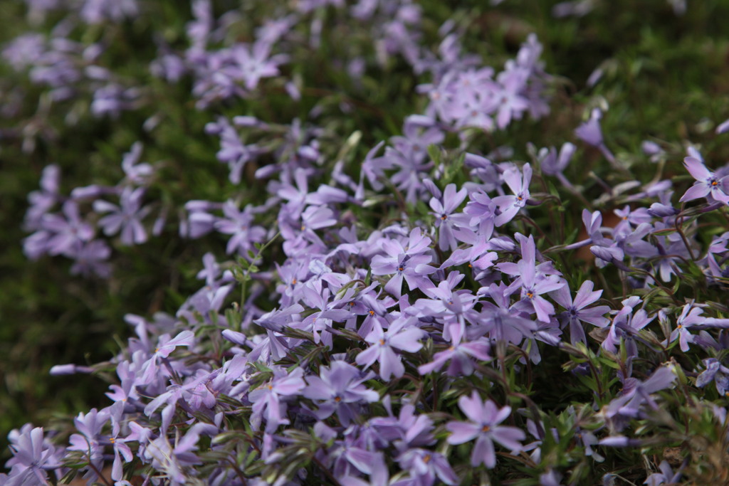 芝桜