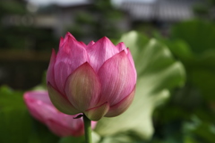 蓮花
