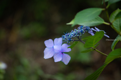 紫陽花の咲く頃