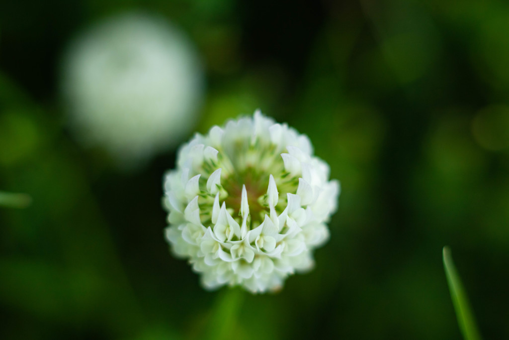 White Clover