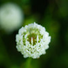 White Clover