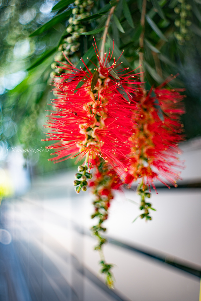 Scarlet bottlebrush