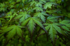熊本