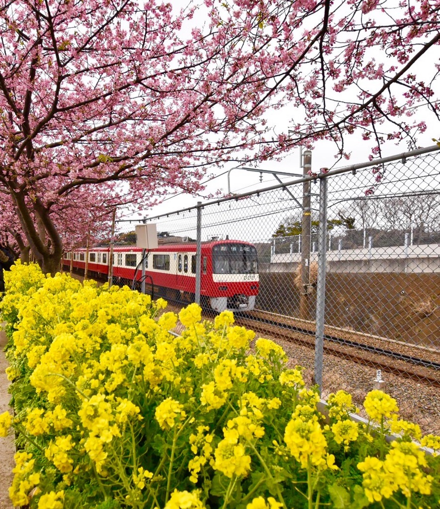 河津桜 菜の花 電車