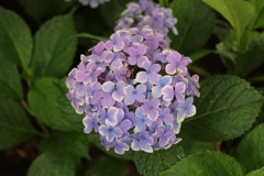 紫陽花