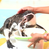 ばくッ!!