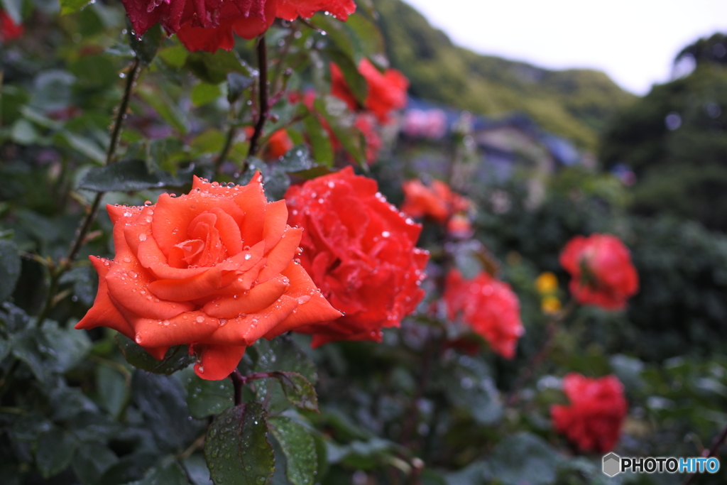 鎌倉文学館　薔薇