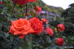鎌倉文学館　薔薇