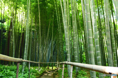 英勝寺の竹林