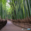 嵯峨野　竹林