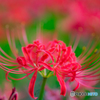 彼岸花02