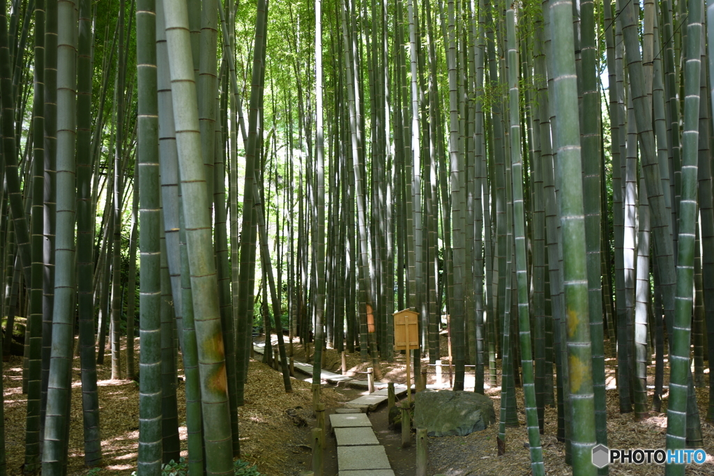 報国寺　０２