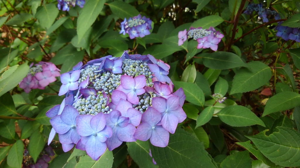 紫陽花の季節がやってきますね