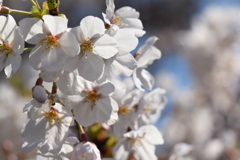桜満開です