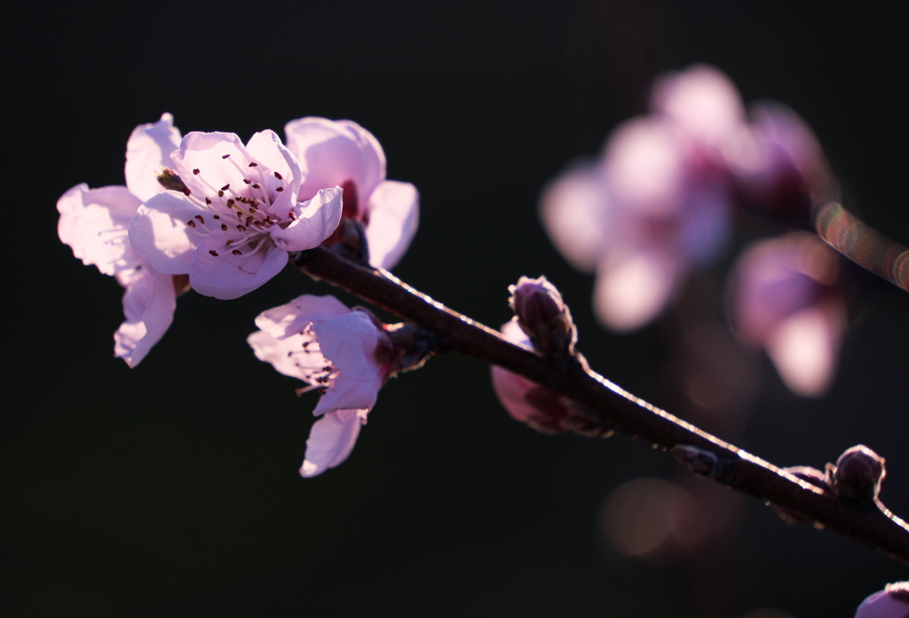 春陽華