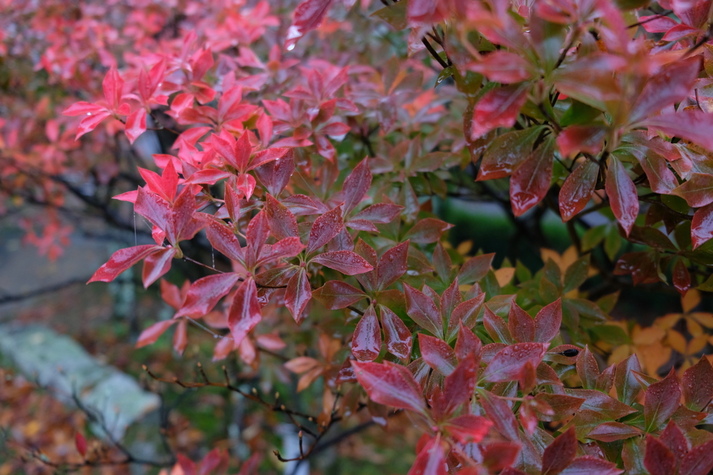 紅葉-2