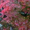 紅葉-2