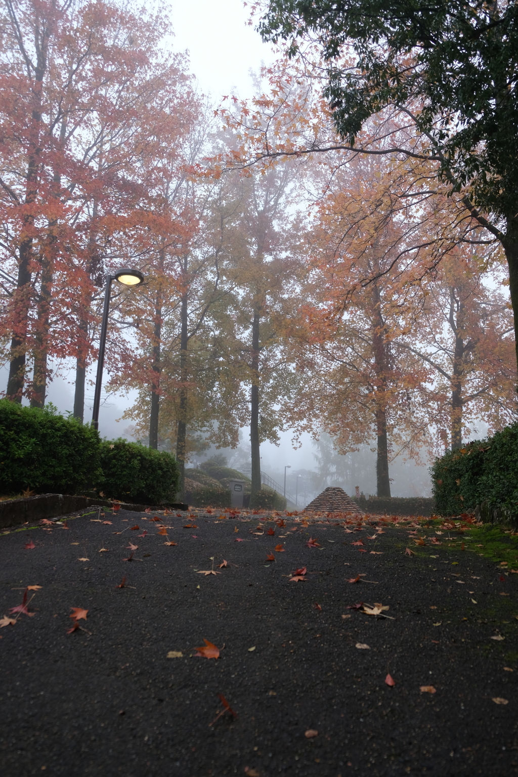 朝霧と紅葉-6