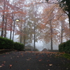 朝霧と紅葉-6