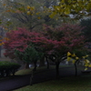 朝霧と紅葉-4