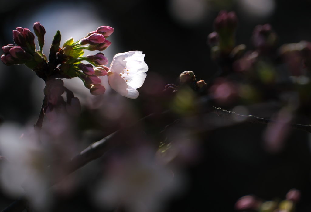 今年も撮ってしました