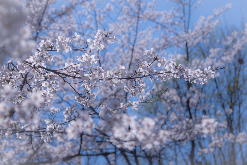 今年も撮ってしまった