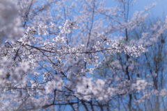 今年も撮ってしまった