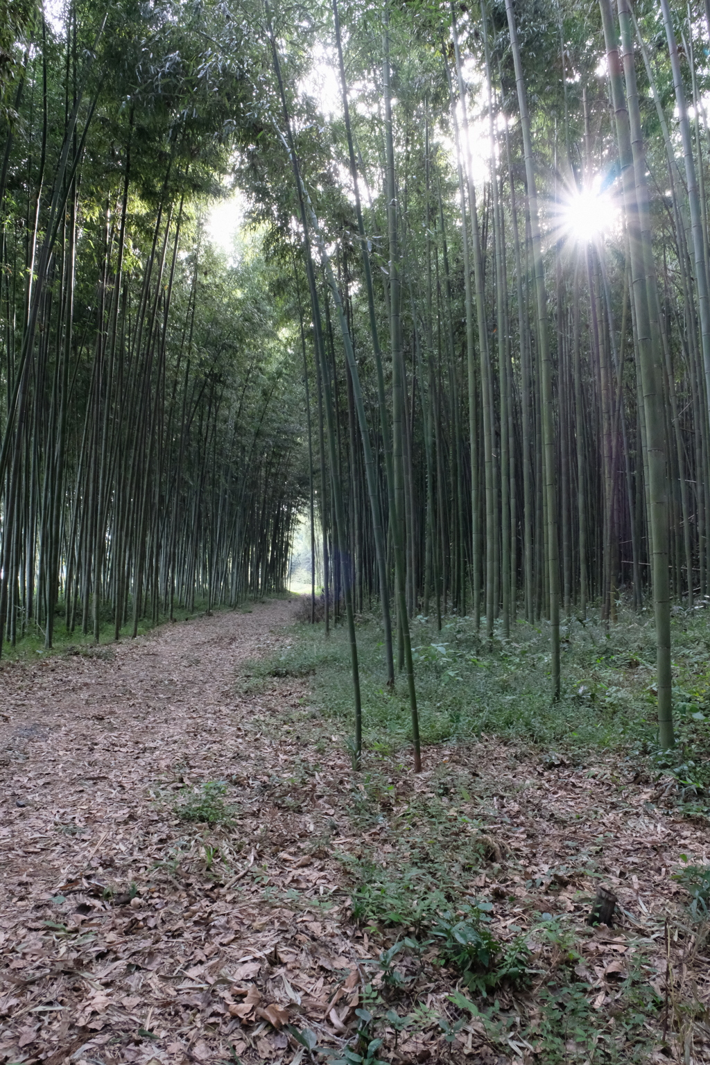 竹林の朝