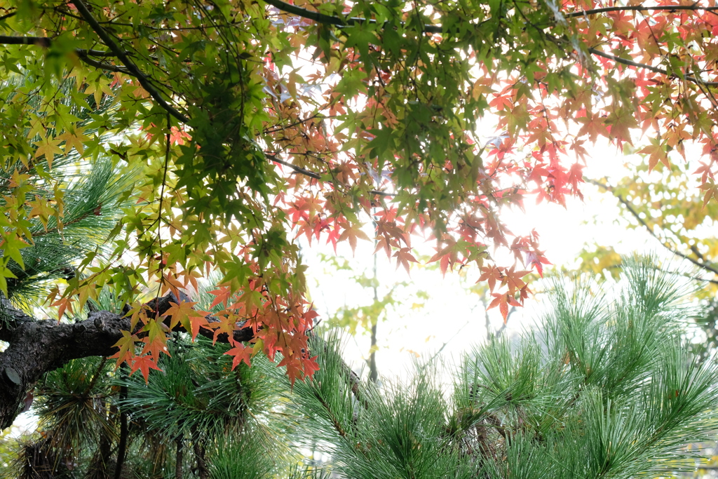 朝日と紅葉