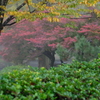 朝霧と紅葉-2