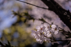 今年も撮ってしまった