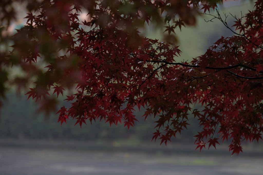 朝霧と紅葉