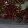 朝霧と紅葉